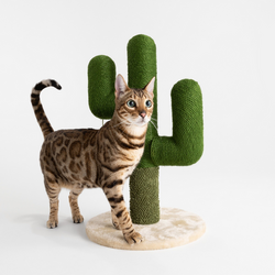 Cat scratching post target australia best sale