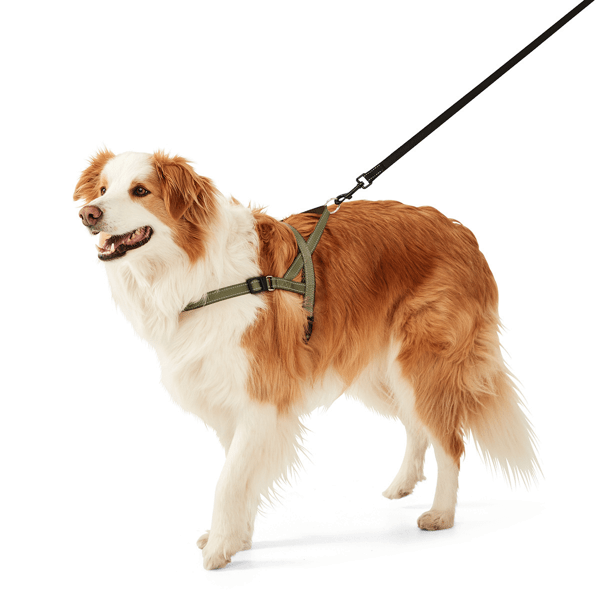 Dog Fast Clip Harness, Large Anko Target Australia