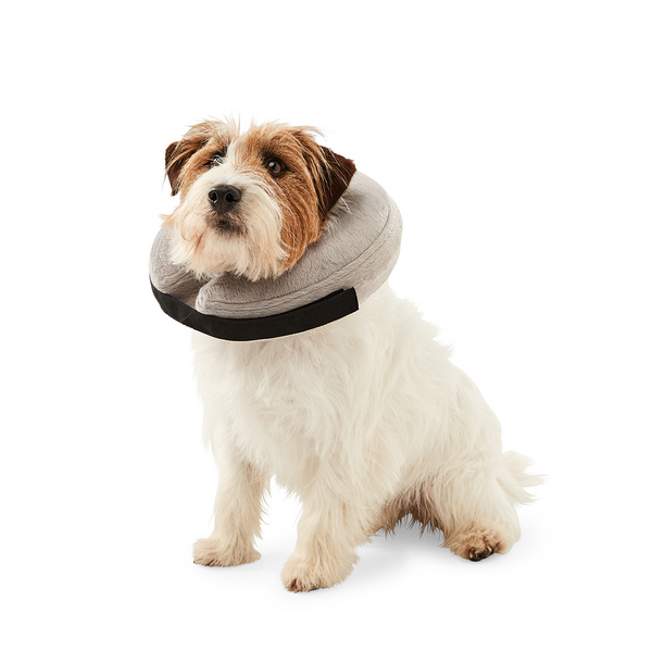 Dog cone alternative outlet petco