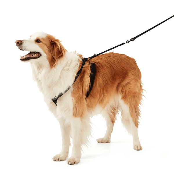 Dog No Pull Harness Anko Target Australia