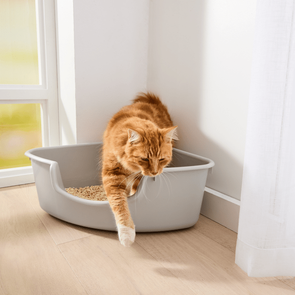 Pet Litter Cat Litter Mat Kmart Cat Litter Tray Corner Anko Target