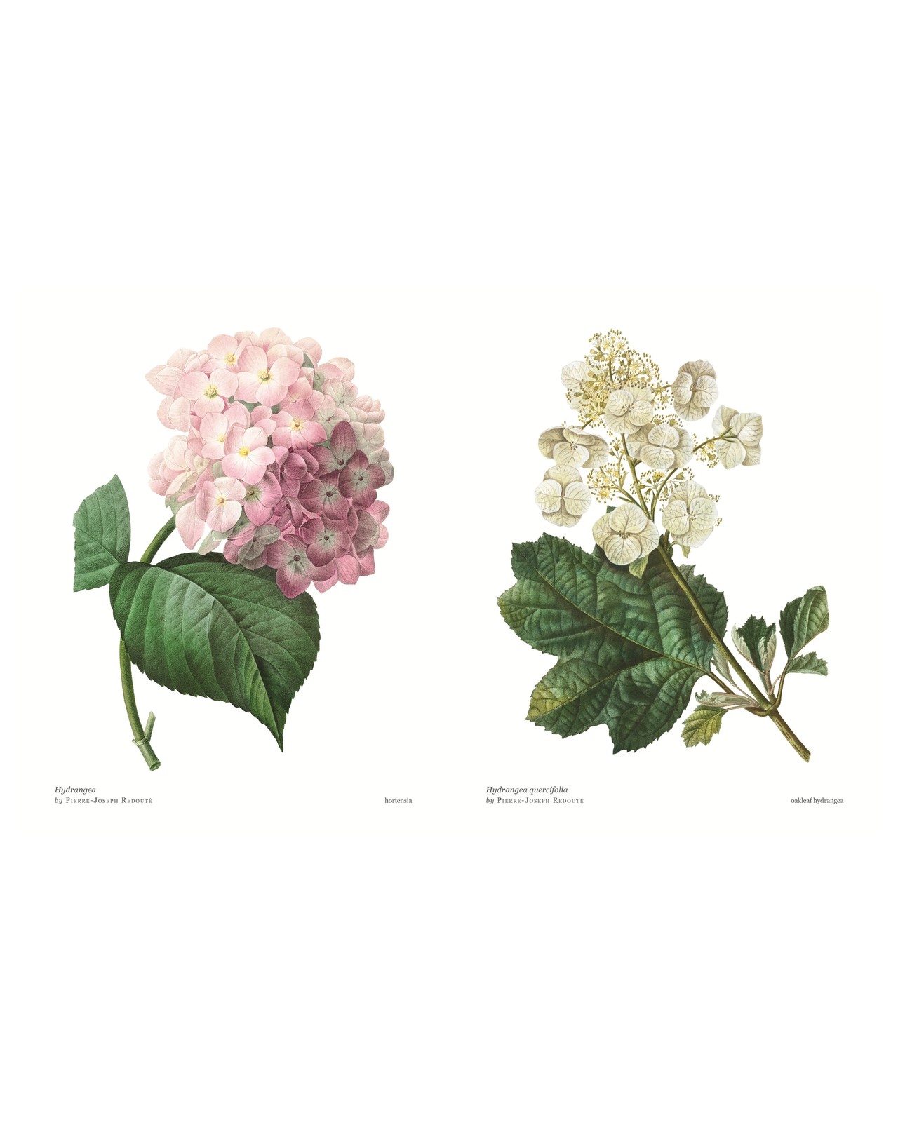 Biblioflora: A Celebration of Floral Beauty in Botanical Art by Jeanne Batiste - Book 6 of 6