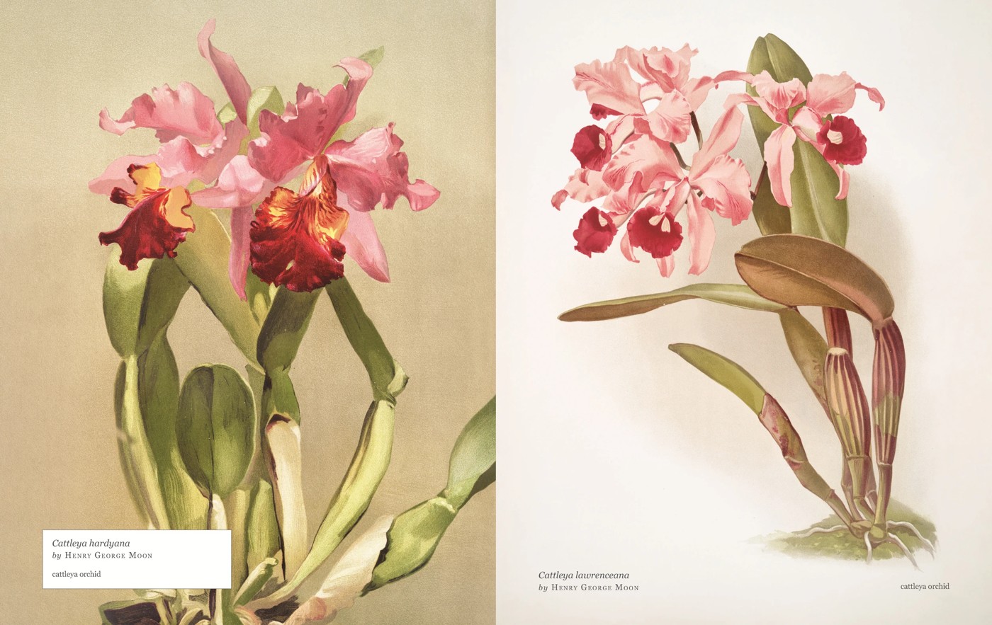 Biblioflora: A Celebration of Floral Beauty in Botanical Art by Jeanne Batiste - Book 5 of 6