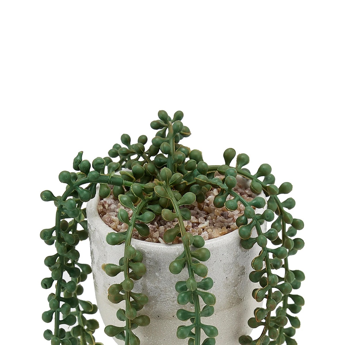 String of Pearls – Plant Shop GR