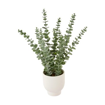 Artificial Eucalyptus in Pot - Anko