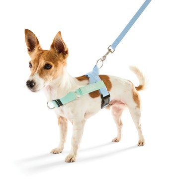 Anko Blue Custom Harness Walking Set - Small