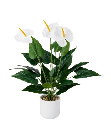 Anko Artificial White Anthurium in Pot