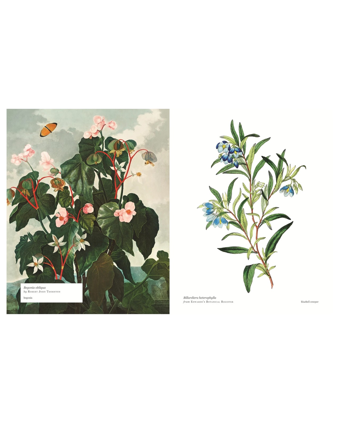 Biblioflora: A Celebration of Floral Beauty in Botanical Art by Jeanne Batiste - Book 3 of 6