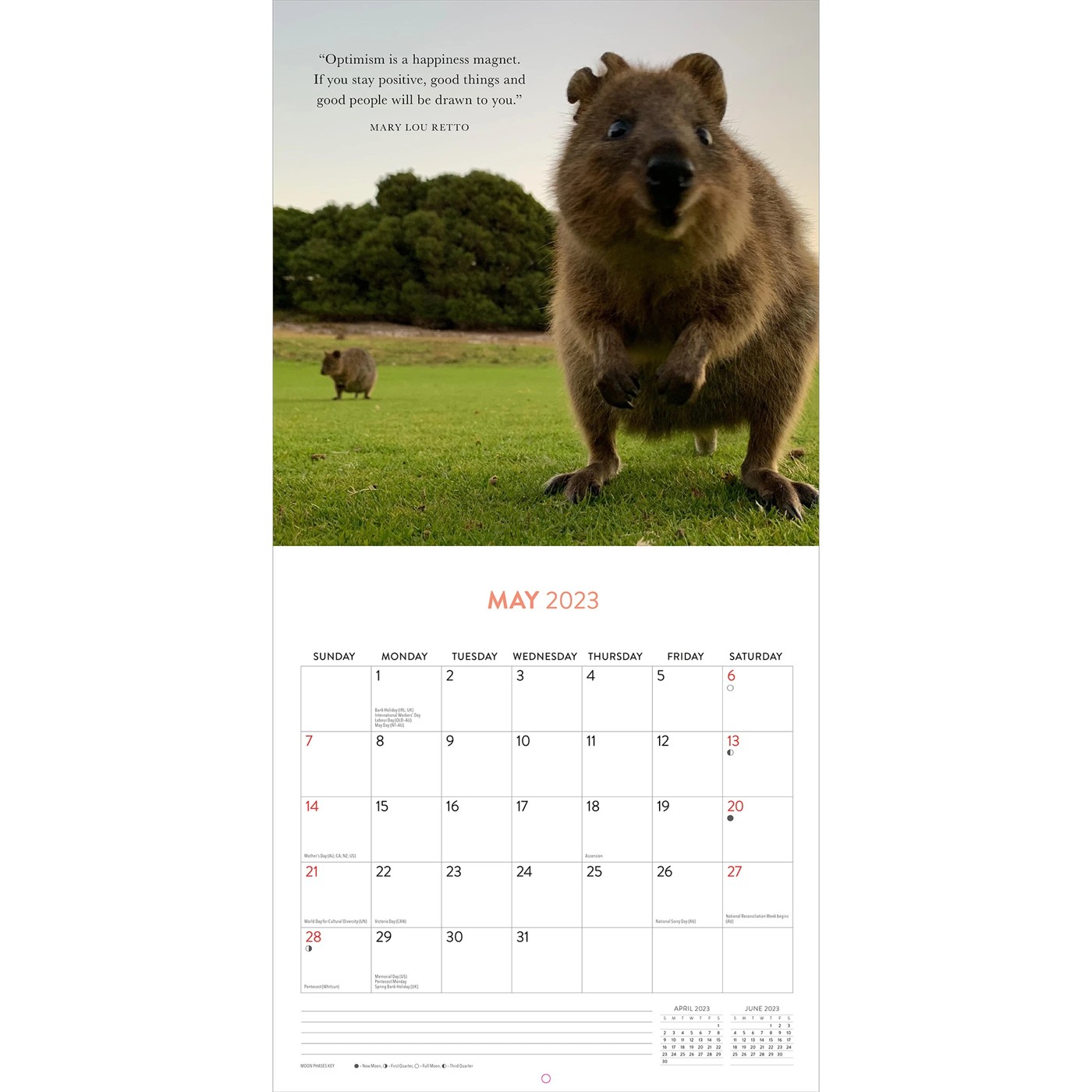 Quokka Calendar 2025 