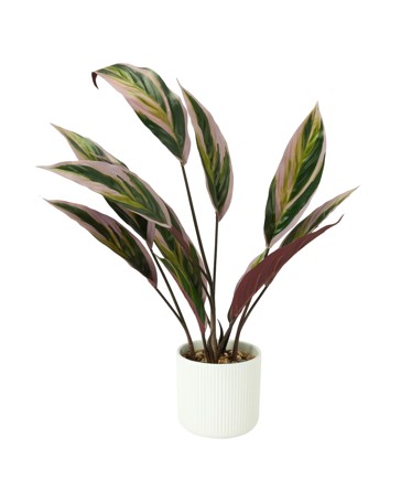Anko Artificial Stromanthe Plant in Linear Pot