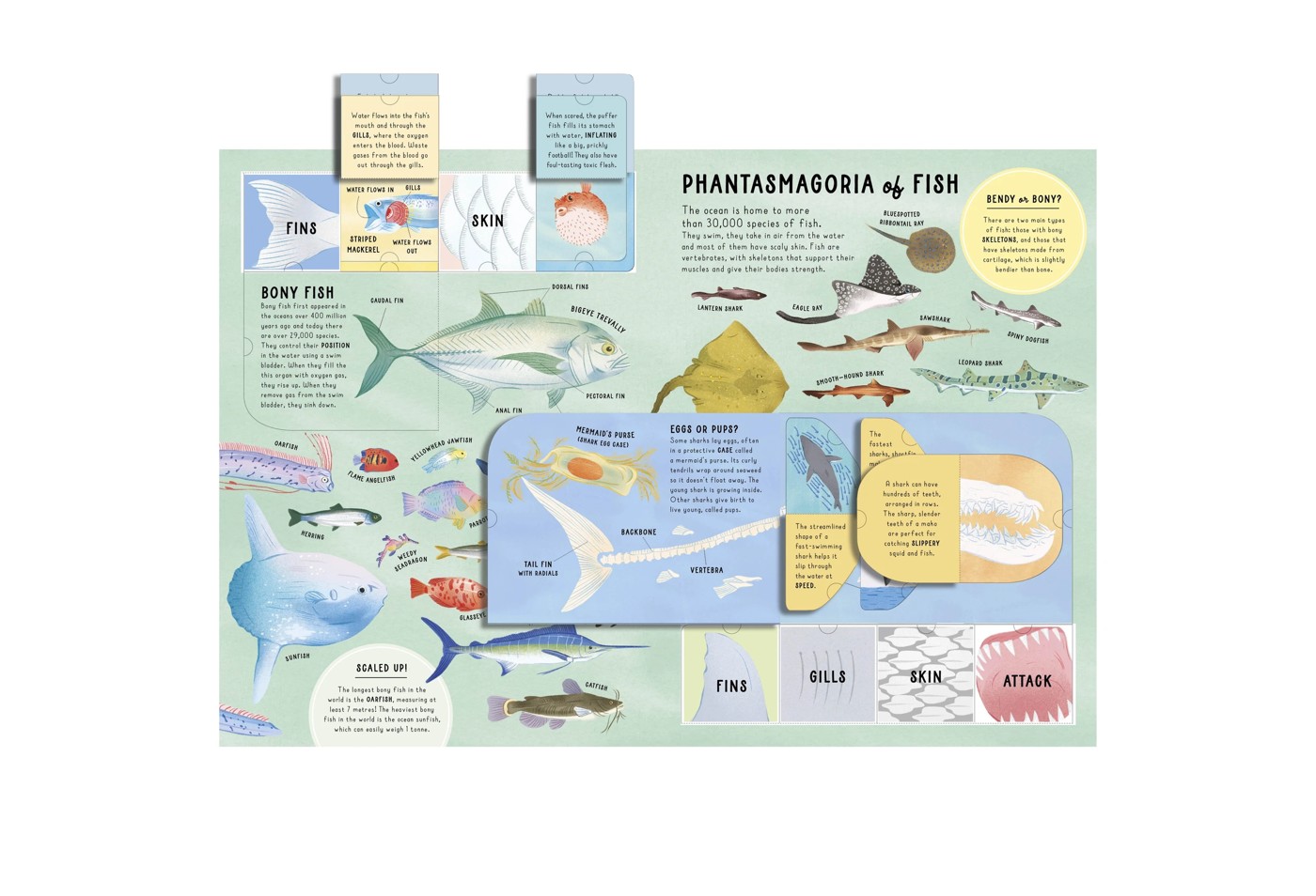 Lift-the-Flap Encyclopaedia of Oceans: 200 Flaps to Explore - Book 4 of 5