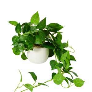 Anko Artificial Draping Pothos in Pot