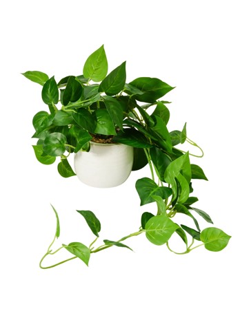 Anko Artificial Draping Pothos in Pot