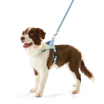 Anko Blue Custom Harness Walking Set - Medium