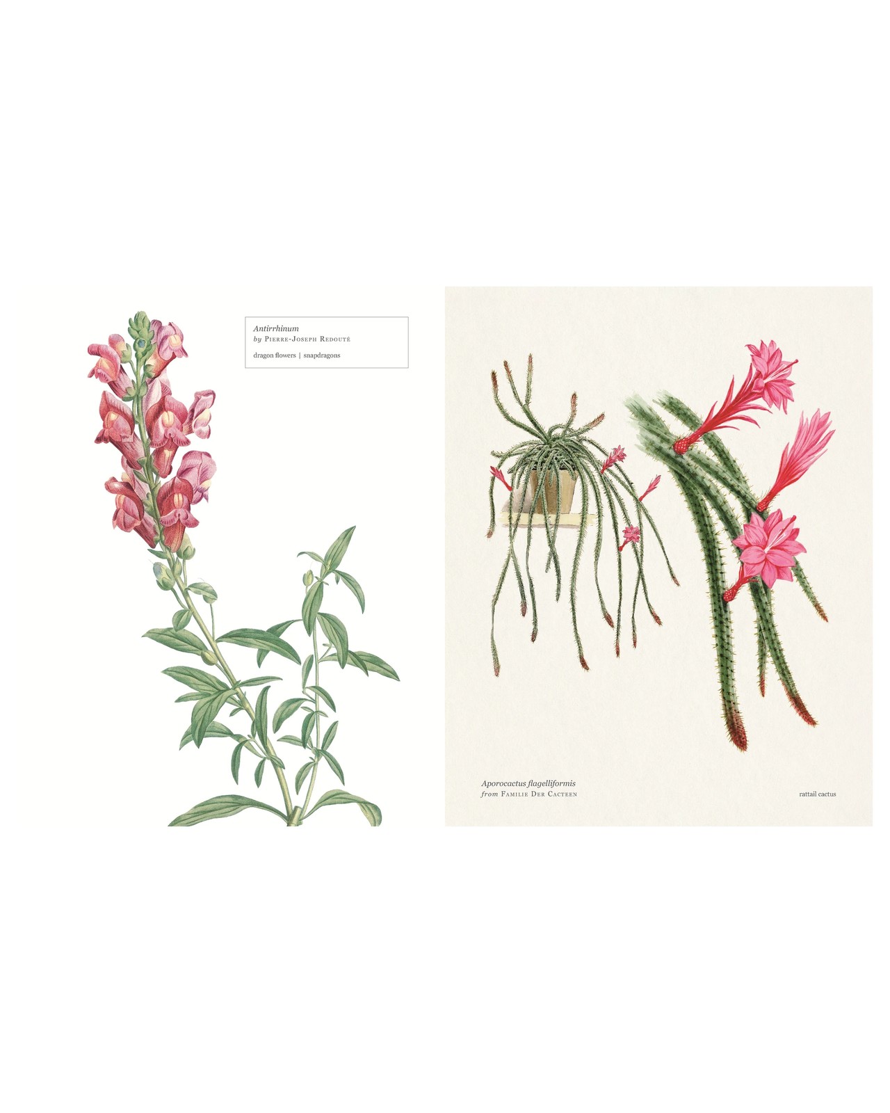 Biblioflora: A Celebration of Floral Beauty in Botanical Art by Jeanne Batiste - Book 2 of 6
