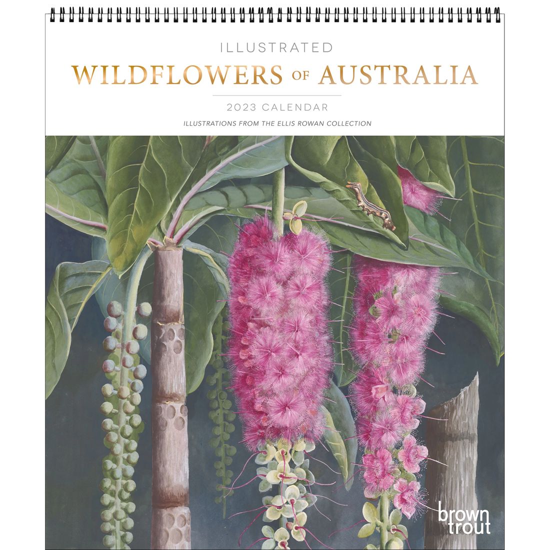 Illustrated Wildflowers Of Australia 2023 Deluxe Calendar Target