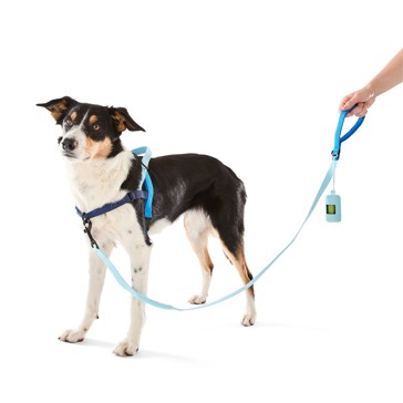 Pet Walking Set, Blue, Medium - Anko