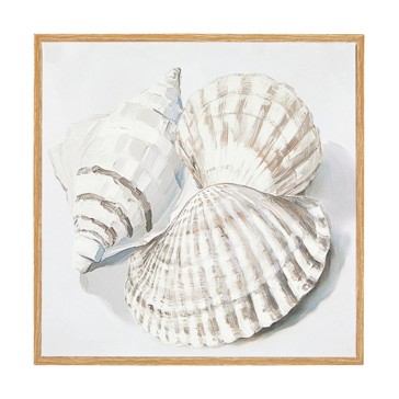 Shells Framed Canvas - Anko