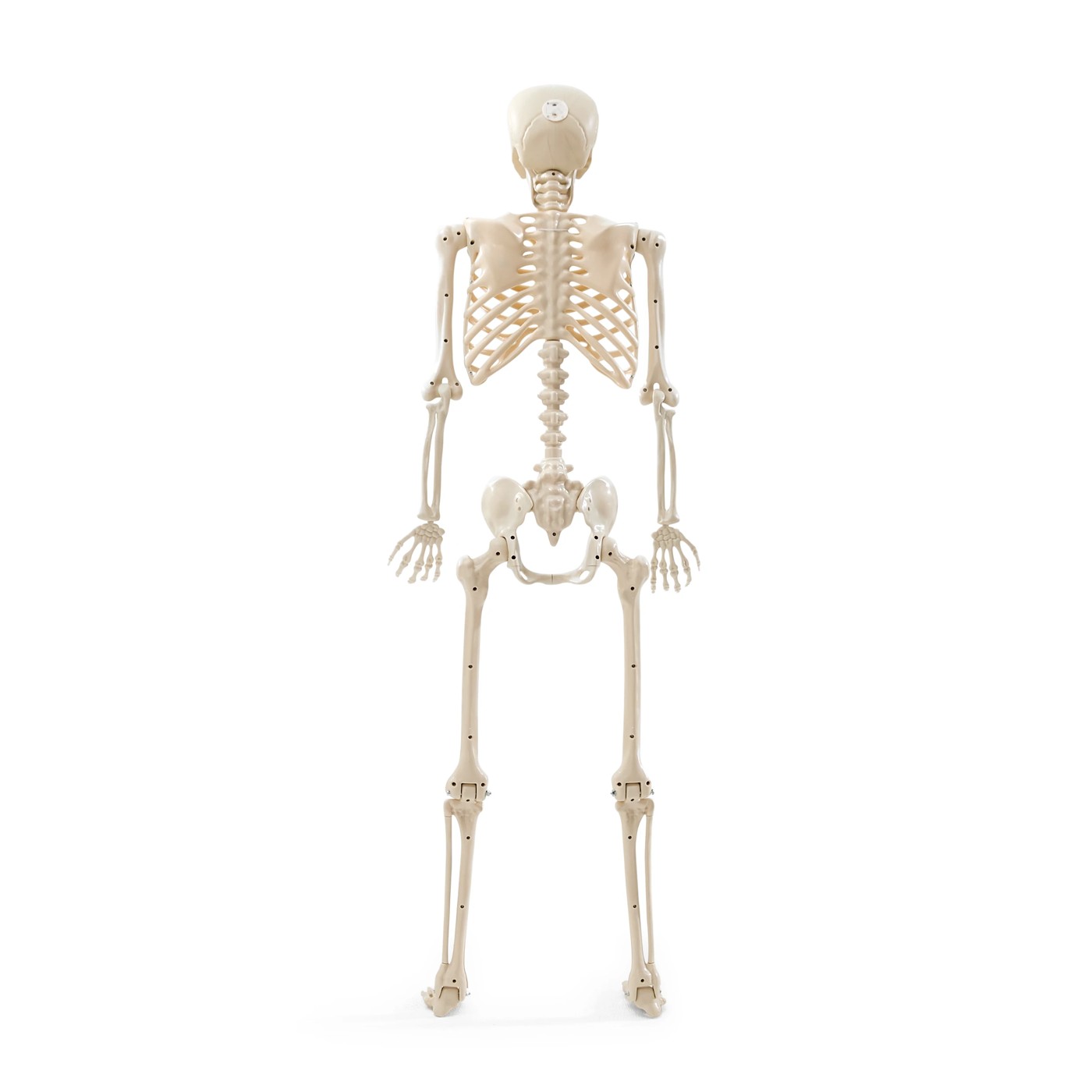 Anko Battery Operated LED Light Up Poseable Skeleton 6 of 6
