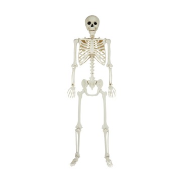 Posable Skeleton - Anko