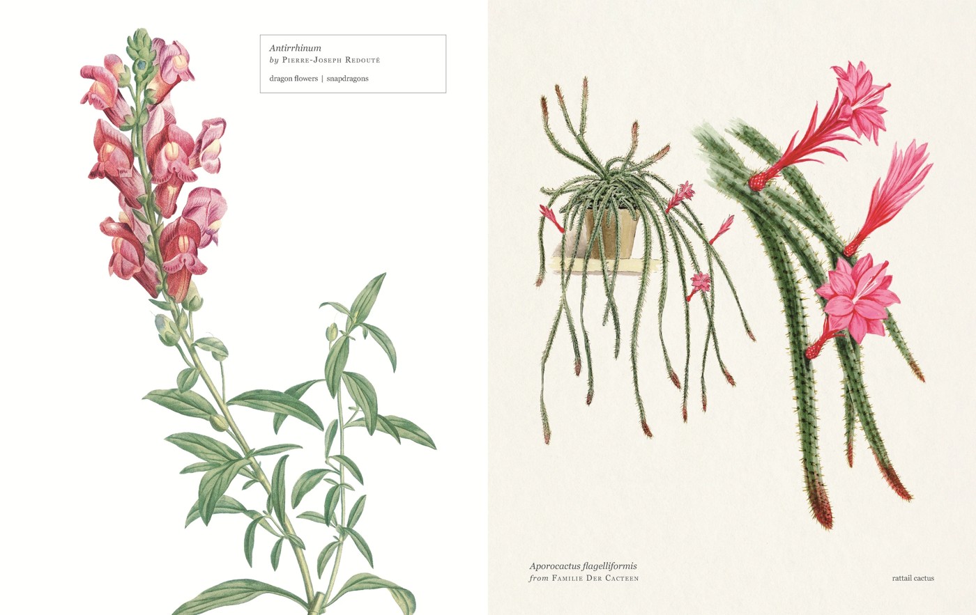 Biblioflora: A Celebration of Floral Beauty in Botanical Art by Jeanne Batiste - Book 3 of 6