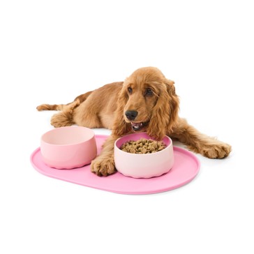 Puppy Bowl Starter Pack, Pink - Anko