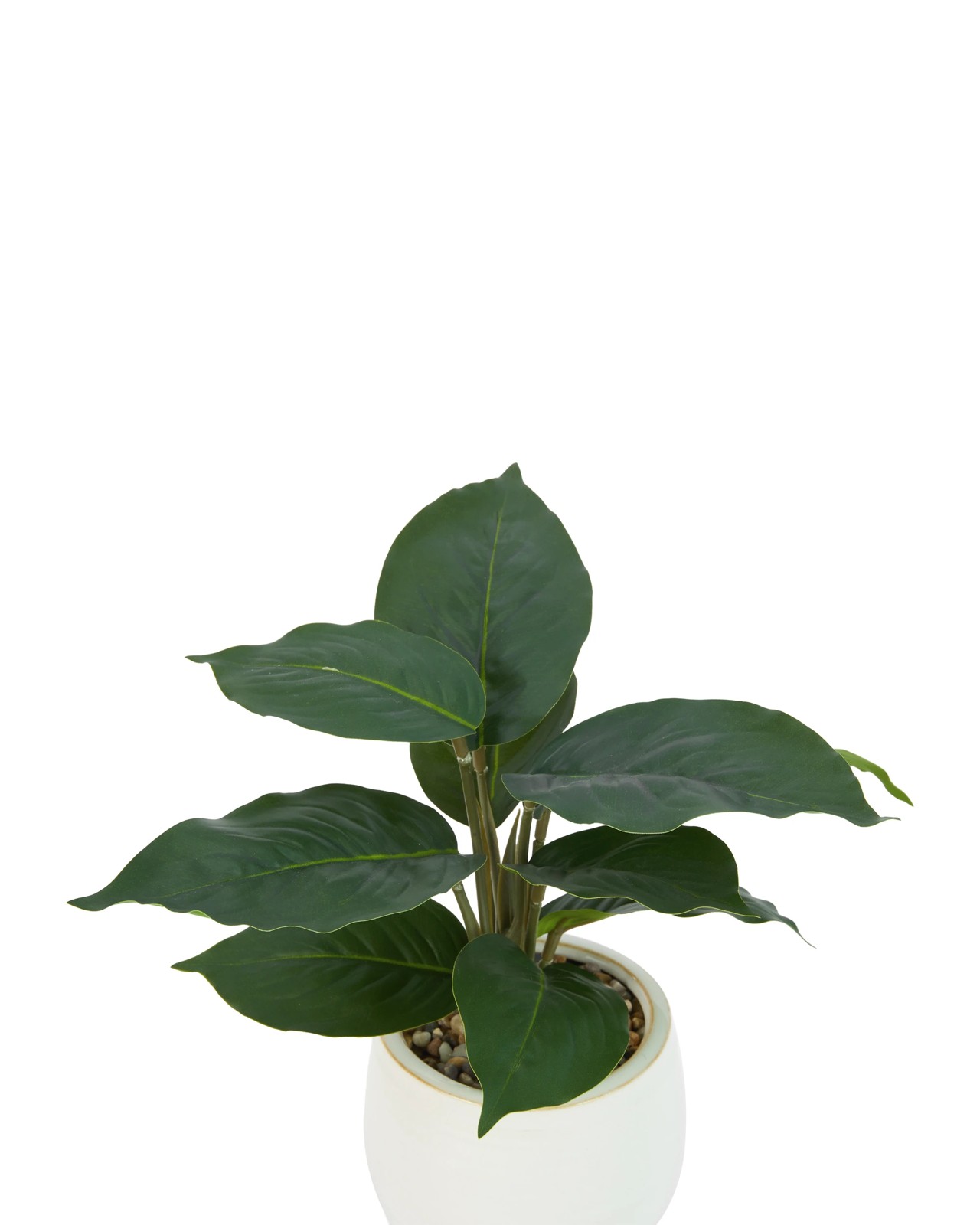 Anko Artificial Ctenanthe in Pot 2 of 3