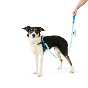 Pet Walking Set, Blue, Medium - Anko
