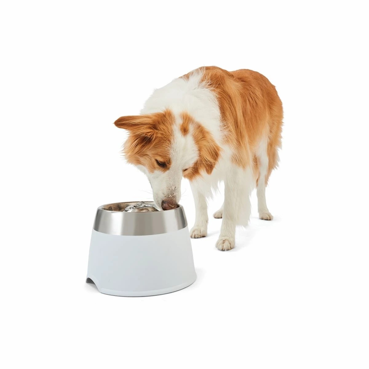 Anko pet drinking fountain sale