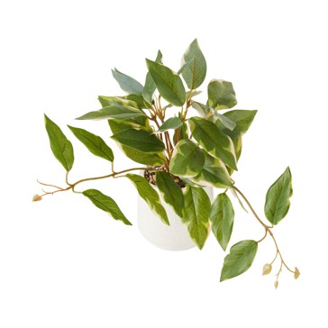 Artificial Two Tone Trailing Plant - Anko