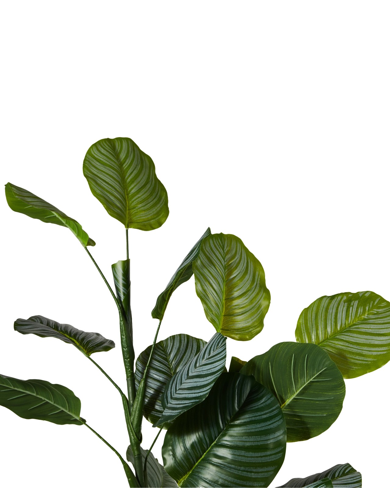 Anko Artificial Calathea Plant in Pot 2 of 3