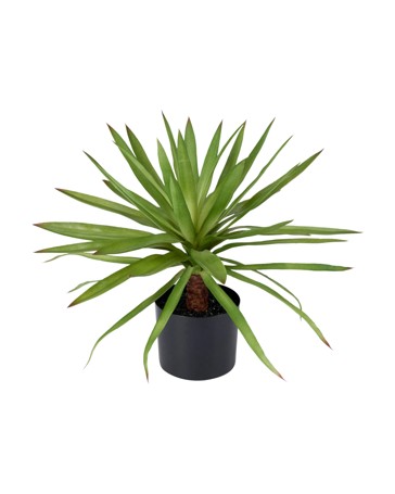 Anko Artificial Dracaena Plant in Pot