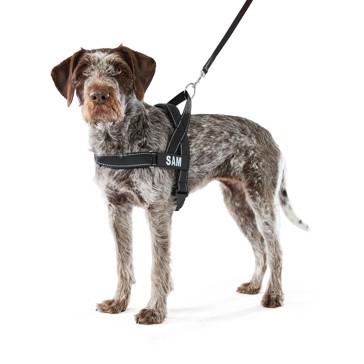 Pet Customisable Harness, Large - Anko