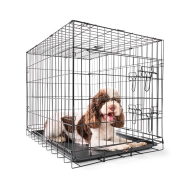 Pet Folding Crate, Medium - Anko