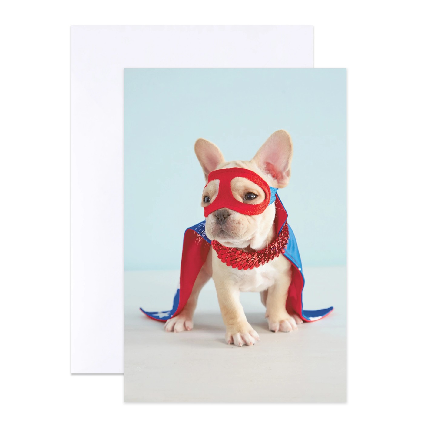 12 Pack Hallmark Birthday Cards - Cat and Dog 5 of 6