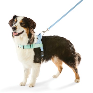 Anko Blue Custom Harness Walking Set- Large