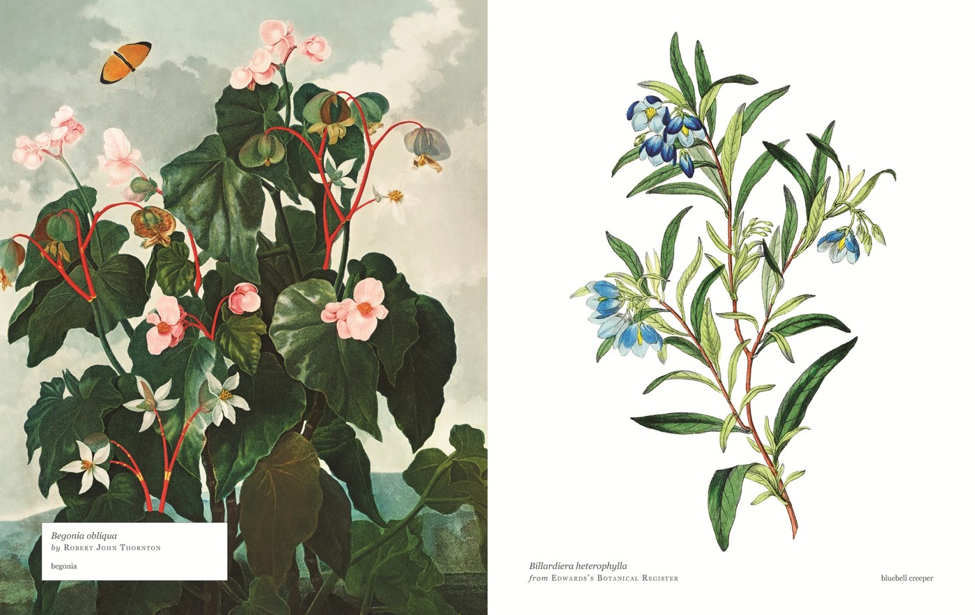 Biblioflora: A Celebration of Floral Beauty in Botanical Art by Jeanne Batiste - Book 4 of 6