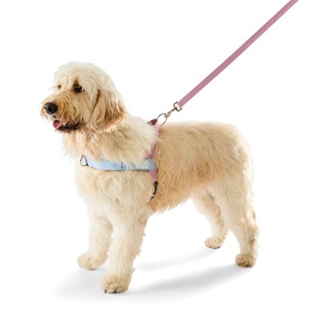 Anko Pink Custom Harness Walking Set - Extra Large