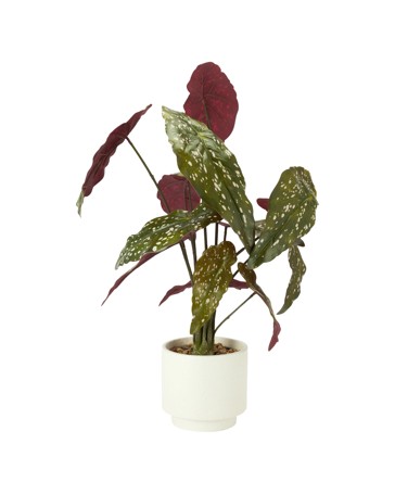 Anko Artificial Spotted Plant in Pot