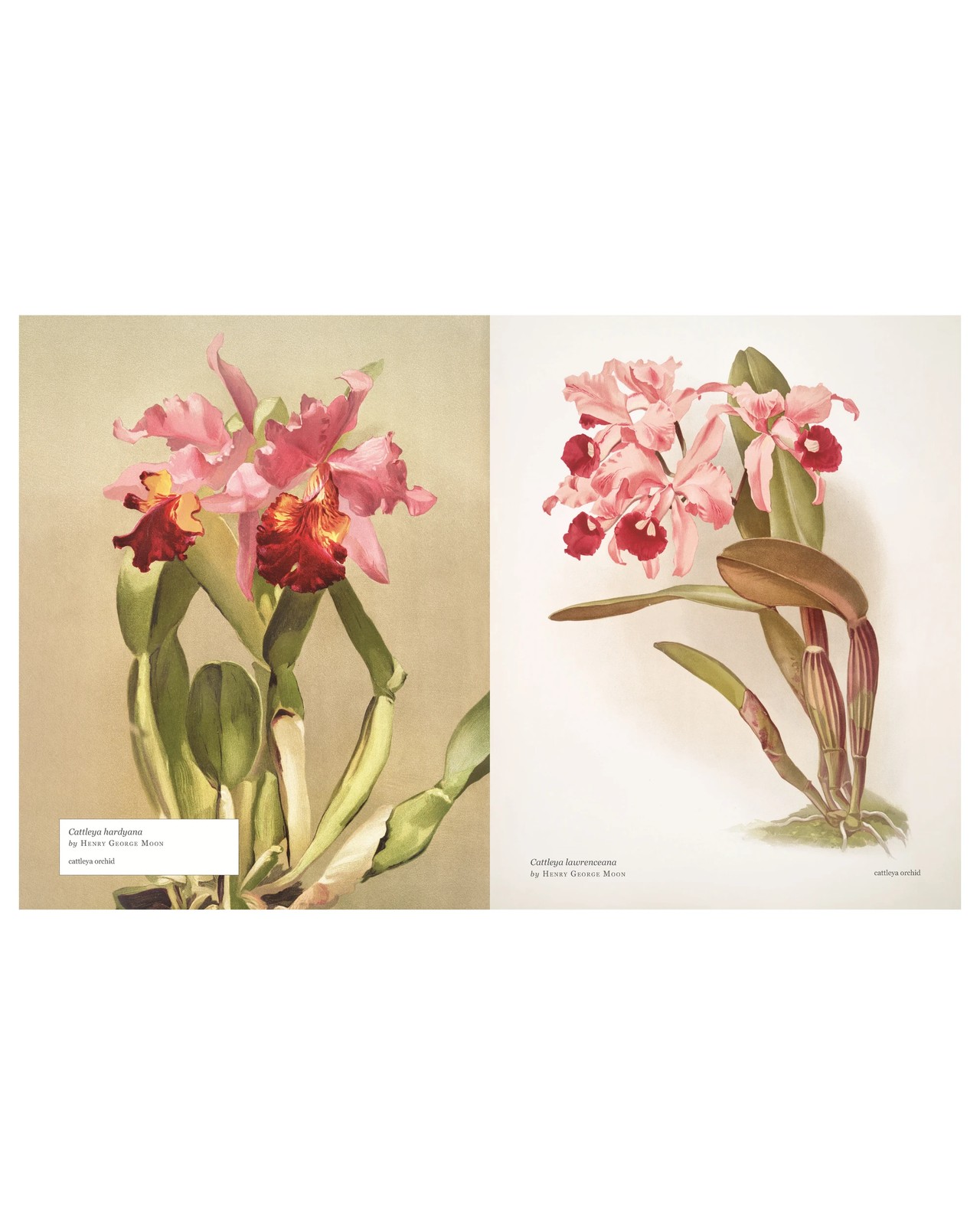 Biblioflora: A Celebration of Floral Beauty in Botanical Art by Jeanne Batiste - Book 4 of 6