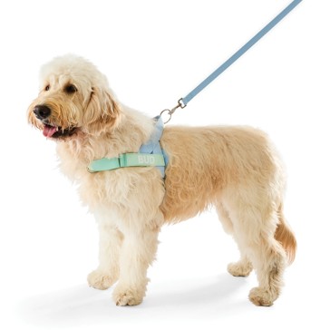 Anko Blue Custom Harness Walking Set - Extra Large