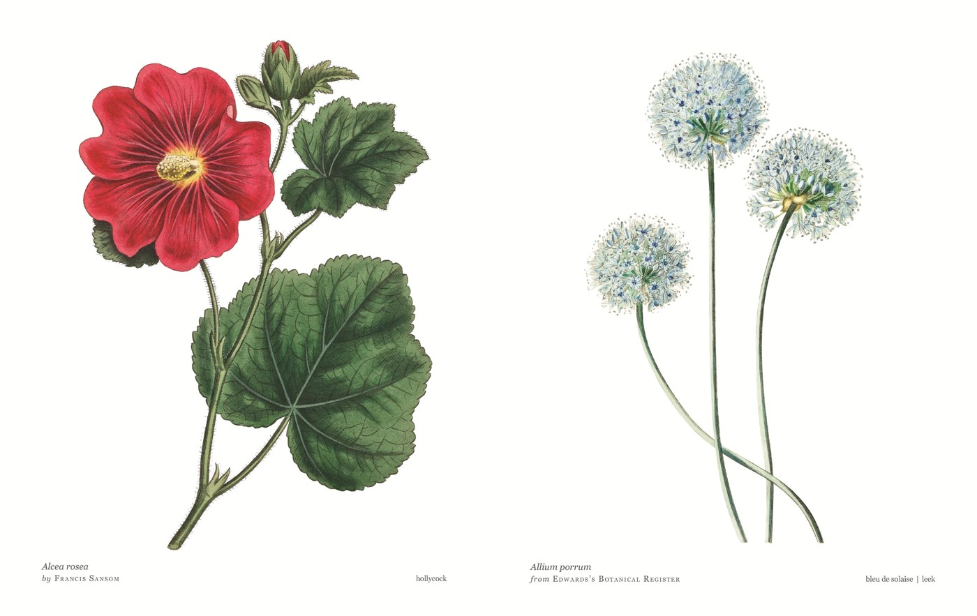Biblioflora: A Celebration of Floral Beauty in Botanical Art by Jeanne Batiste - Book 2 of 6