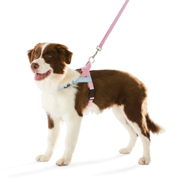 Anko Pink Custom Harness Walking Set - Medium