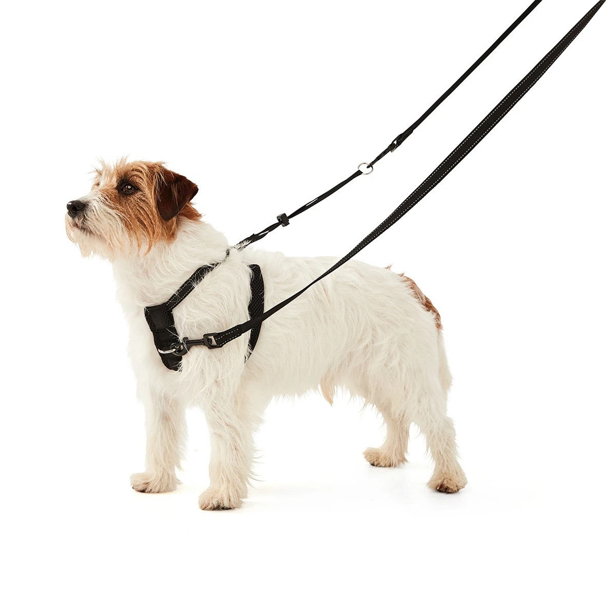 Anko dog training outlet harness