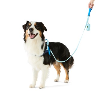 Pet Walking Set, Blue, Large - Anko